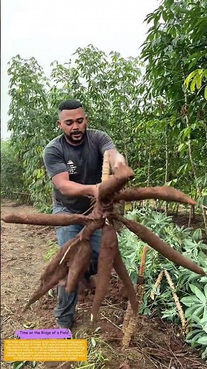 Harvesting Hard Work: How Farmers Unearth Nature's Treasure