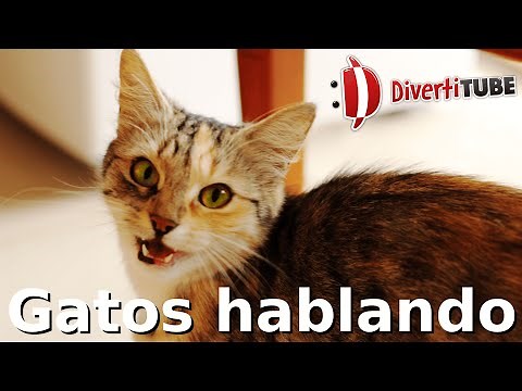 Vídeos de gatos hablando y maullando