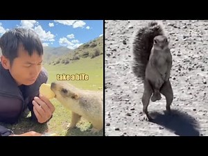 Best Animal Voiceovers (2024)