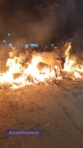 Anantha Subramanyam K on Instagram: "Flames danced in Manganahalli's twilight glow on the outskirts of Bengaluru, as Makara Sankranti ignited the ancient Kicchu Haisodu ritual! Adorned bulls and buffaloes, festooned with marigolds, bells, and vibrant ribbons, leaped gracefully over crackling hay pyres. This "light singeing" rite purifies livestock, banishing evil spirits, pests, and ills for a bountiful harvest. Farmers chanted blessings under starry skies, honoring their tireless companions. A