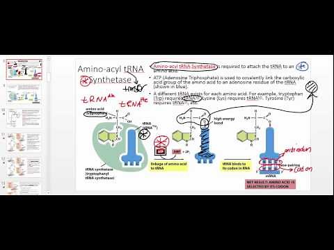 Aminoacyl tRNA Synthetase: Part 1