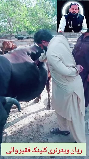 Effective Rumen Washing Techniques for Cattle and Buffalo