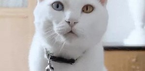 ツイッターの動画、字幕付きで楽しめます