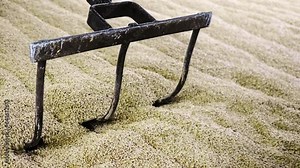 Malt shovel or fork used for manually turning and aerating the germinating malt during the malting process