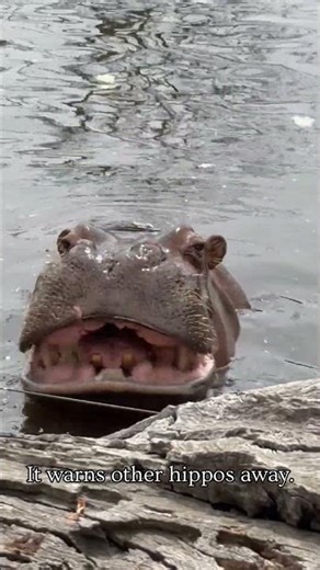 Hippos' Wild Poop Tornado!