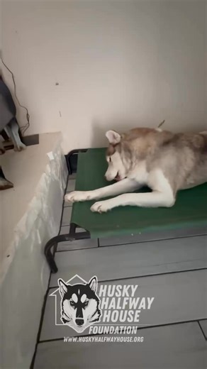 What does “pack rehab” mean for these huskies? Let’s take Simply Red and break it down. Red came to us sick, underweight, with skin issues and a weakened immune system. The odds were stacked against him. Even the smallest illness from the shelter environment could have ended everything. But when a dog calls to you, you don’t get to look away. You fight. And that’s exactly what Jenni did. She couldn’t get that sickly, mangy boy out of her head. She knew H3 could — and would — do everything possib