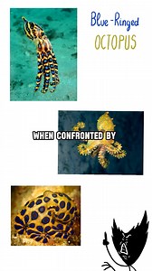 253K views · 5.2K reactions | Blue Ringed Octopus | Mr.Grimorie | Facebook