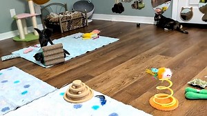 First Owen's got the hippity-hops, and then he has a tussle with Nolan. | Love & Hisses