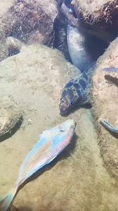 Deep Sea Fishing on Reels