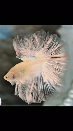 6 Stunning White Betta Fish Types You Need to See! 🤍🐟 #bettfish #betta #whitebetta