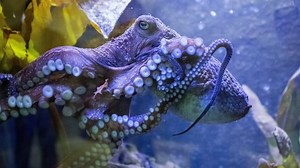 Inky the octopus's tenacious escape reveals intelligent, soulful creature | CBC Radio