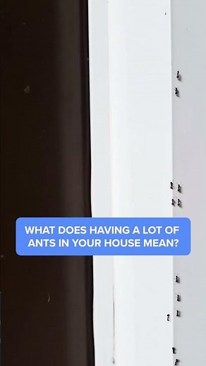 5 Reasons for your Ant Infestation