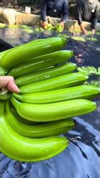 13 jenis 🍌 didunia 🌏 kalian mau pisang yang mana ??