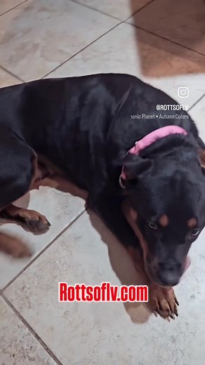 ***UP FOR ADOPTION*** **Meet & Greet Saturday 11/8 at 10am** Meet Princees a 3yr old female Rottweiler. She's an absolute doll! Great with other all dogs and humans. She was an owner surrender due to her family losing their home. House trained, kennel trained but does tugbon the lead. If you'd like to meet our girl Princess please fill out an application for adoption at Rottsoflv.com Click on the Menu bar. Click on Forms. Scroll up, fill it out completely, and submit. You'll receive an email wit