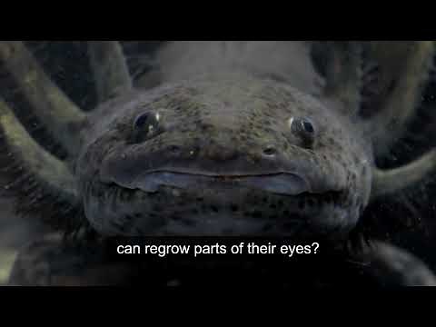 How the Zebrafish Could Help Us Treat Eye Disease or Injury (audio-described version)