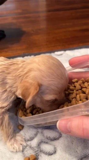 Introducing Archie 💙. Thank you all for helping to name our little baby cockapoo. He is loving his kibble 🫶🏼 | Cleft Rescue Unit