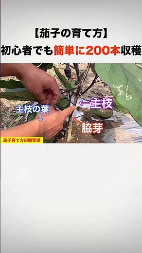 【茄子の育て方】初心者でも簡単に200本以上収穫できるやり方👀‼️“初期管理編”#茄子 #芽かき #育て方 #shorts