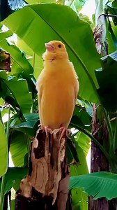 Canary bird Singing 🐦 . . #canarybirds #canary #canarybird #birds #bird #birdsofinstagram #birdlovers #petcanary #yellowbird | Canary birds Kanarienvögel