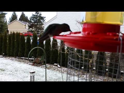 How to make a heated hummingbird feeder.