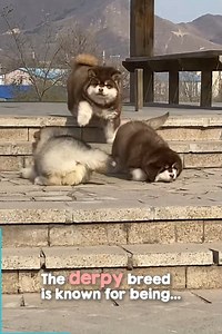 1.5M views · 41K reactions | Malamute puppies are so graceful, so majestic…  | The Woof World | Facebook