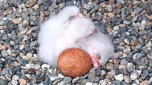 Naming contest launches for 4 falcon chicks at UC Berkeley
