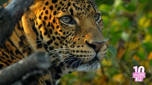 Leopard Resting in the Forest