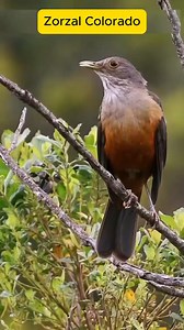 Canto del Zorzal Colorado | Crid Medios