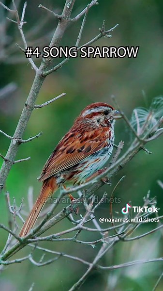 A symphony of 13 bird sounds mixed together 🎼 Which bird call was your favorite? I filmed most of these birds in Kentucky, but they can be found all over the Eastern US. #birdsounds #birdtok #birdsong