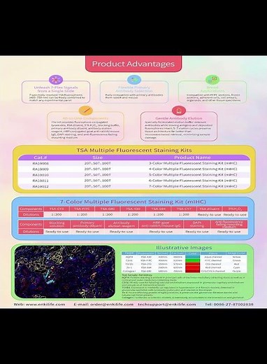 EnkiLife TSA Multiple Fluorescent Staining Kit #biolab #biology#TSA