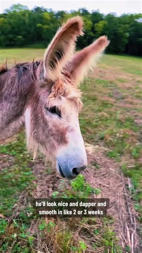 Why My 30-Year-Old Donkey Looks So Rough—A Rooster Update