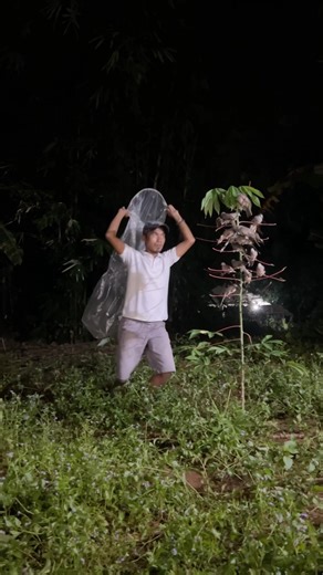 Seconds of catching a turtle dove #nature #birds