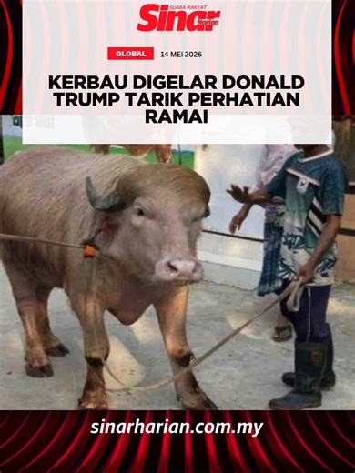 Seekor kerbau albino berwarna merah jambu yang digelar 'Donald Trump' mencuri perhatian ramai di Narayanganj selepas tular di media sosial kerana memiliki rupa unik seakan-akan Presiden Amerika Syarikat, Donald Trump. Kerbau seberat hampir 700 kilogram itu dipelihara di Rabeya Agro Farm yang terletak di kawasan Paikpara, Bangladesh dan dinamakan sedemikian kerana mempunyai bulu keemasan di bahagian kepala. Anda boleh baca berita penuh di portal Sinar Harian di www.sinarharian.com.my atau swipe u