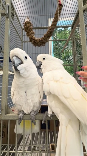 Rascal and Perry the Umbrella Cockatoos #umbrellacockatoo #birds