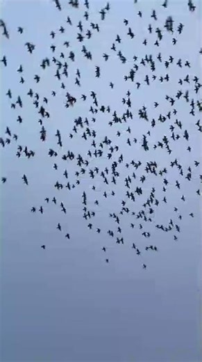 Nature View | Birds Flying in the Sky