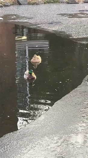 Mallard Duck STRETCHING & JUMPING From Ice Swimming #nature #wildlife #animals #birds #shortvideo