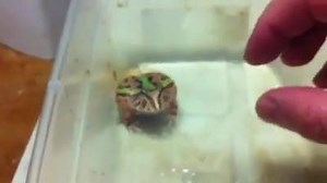 227K views · 3K reactions | I TOLD U NOT TO MESS WITH ME!!!! Said the frog | Hunter & fishing | Facebook