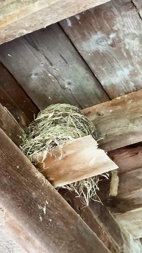 Adorable Cow's Nest and Wellness Tips for Cows