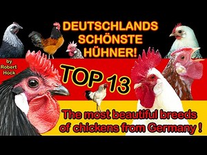 TOP 13: Most beautiful breeds of chickens from Germany with crowing roosters for comparison