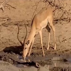 504K views · 1.7K reactions | Crocodile hunting skills-Crocodile ambushes to hunt....… | Wild Animals | Facebook