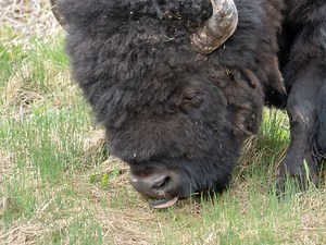 Bison Herd Moves Into Dakota County: Here's Why, And How To See Them