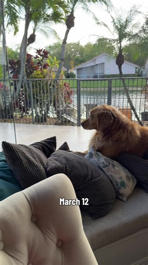 Pool Sandblasting Update: Golden Retrievers in Action!