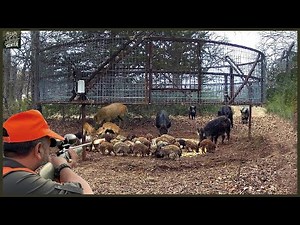 Wild Boar Traps: How American Hunters and Farmers Control Feral Hogs