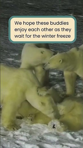 Four Polar Bear Friends