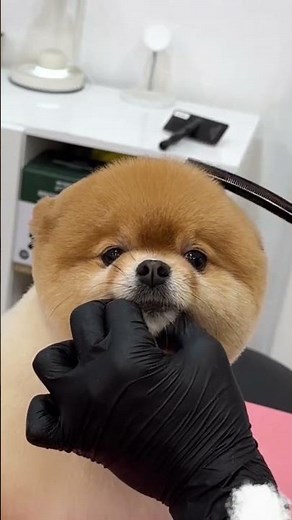 Cute Pooch Transformation: Dog's Haircut Unleashes a New Look
