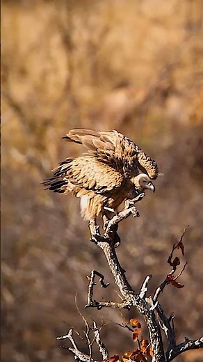 White backed Vulture in #bird #wild #nature #eat #vulture #vulture #backed #wild #pooping HA56653