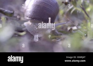 A detailed close-up view of a garden snail navigating over soil, surrounded by nature Stock Video Footage - Alamy