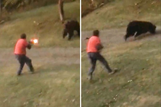 Grizzly bear takes shotgun blast at point-blank range and keeps charging