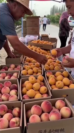 Stunning Peach Garden | Summer Fruit#subscribe #ytshorts #viral #fyp