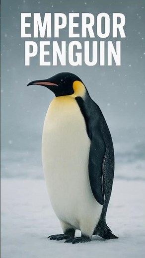Emperor Penguin: Ruler of the Frozen World #animalfacts #wildlife #amazinganimals