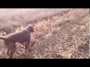 Hunting with my Pudelpointer